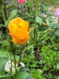 IMG-20230614-WA0129