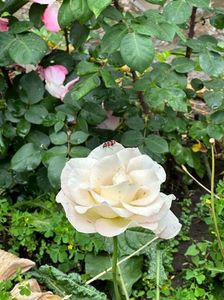 IMG-20230614-WA0131