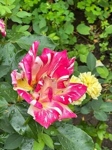 IMG-20230614-WA0133