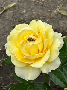 IMG-20230614-WA0135