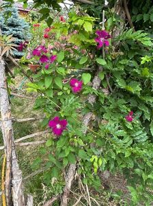 IMG-20230614-WA0136