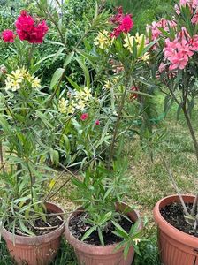 IMG-20230614-WA0141