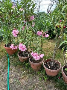 IMG-20230614-WA0142