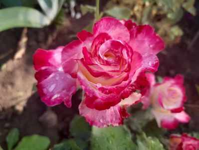Duble Delight