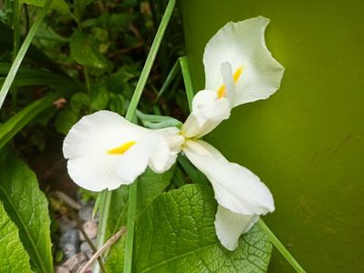 Iris Hollandica