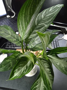 aglaonema Maria Stripes si Silver bay