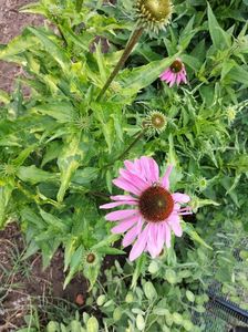 rudbekia