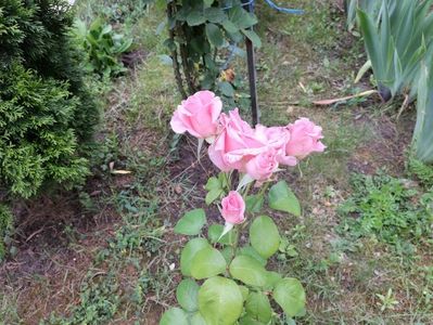 IMG20230615113622