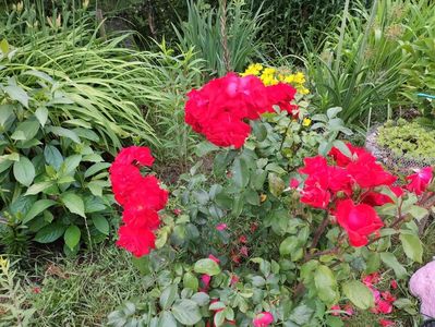 IMG20230615113351