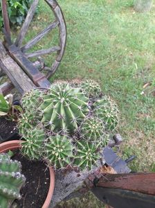 IMG-20230614-WA0050
