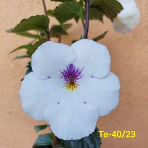 Img-2023.06.16