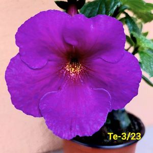 Img-2023.05.28