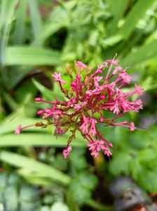 Centranthus ruber Coccineus