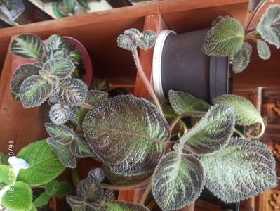 Episcia stolon 25 lei.