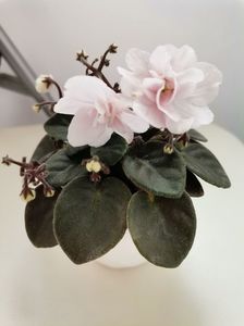 Violeta africana semi-miniatura din supermarket - Teen Bride (?)