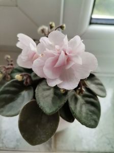 ? Teen Bride? (H. Pittman); african violet

