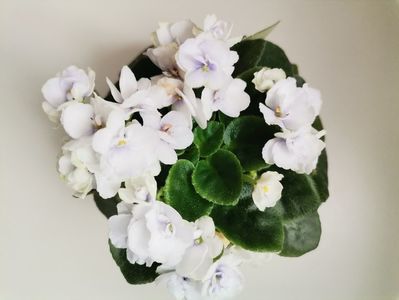 Jolly Orchid