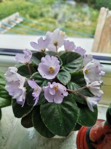 Rob_s Pewter Bells; african violet
