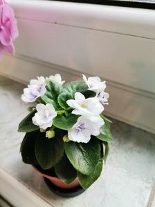 Jolly Orchid