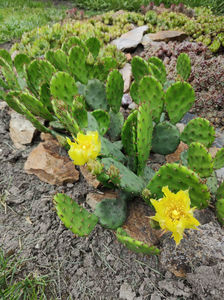 opuntia hybr.