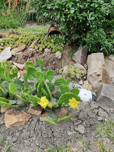 opuntia hybr.; opuntia hybr.
