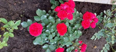 Crimson flowet circus