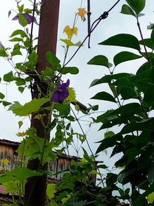 IMG20230617133936