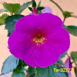 IMG-20230616-WA0031