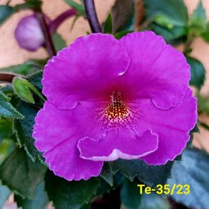 IMG-20230616