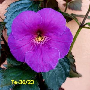 IMG-20230616