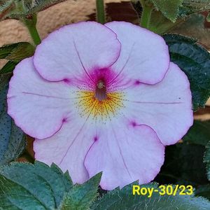 IMG-20230609