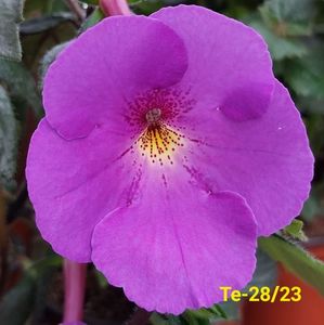 IMG-20230616