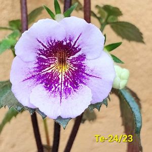 IMG-20230616