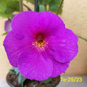 IMG-20230616