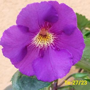 IMG-20230616