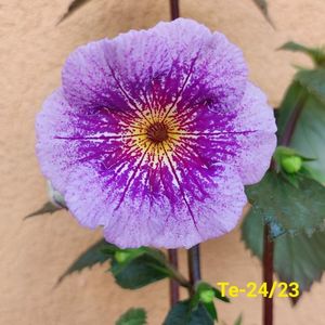IMG-20230616