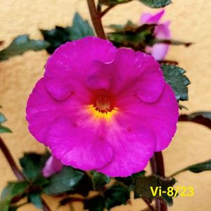 IMG-20230607