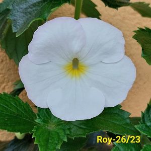 IMG-20230607