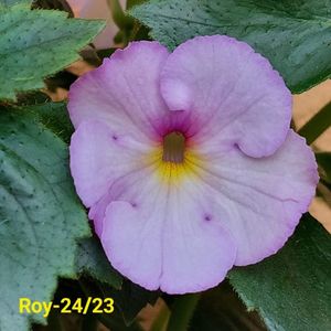 IMG-20230607