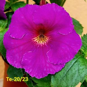 IMG-20230607