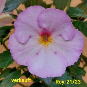 IMG-20230616