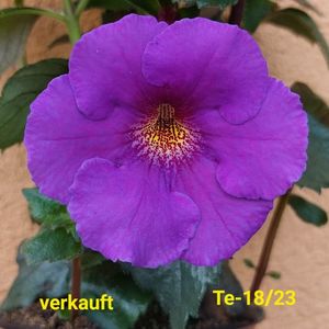 IMG-20230616