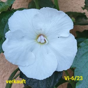 IMG-20230616