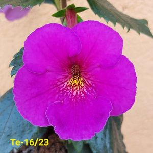 IMG-20230605