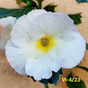 IMG-20230616