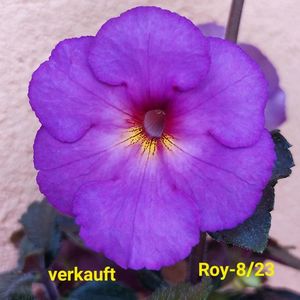 IMG-20230616