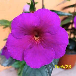 IMG-20230529