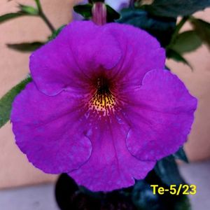 IMG-20230528
