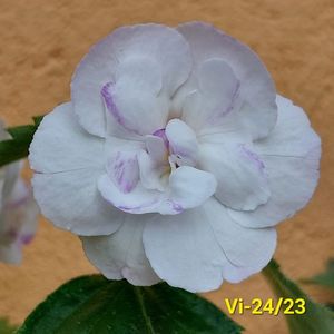 IMG-20230616