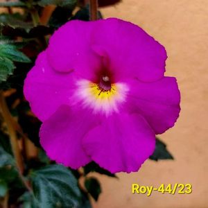 IMG-20230616